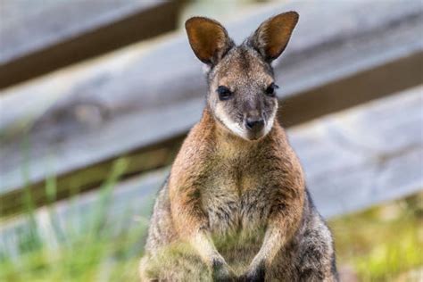 Wallaby Foot Stock Photos Pictures And Royalty Free Images Istock