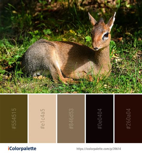 Color Palette Ideas From Wildlife Fauna Mammal Image Icolorpalette