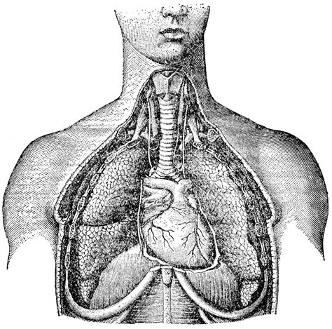 Free Respiratory Cliparts Download Free Respiratory Cliparts Png