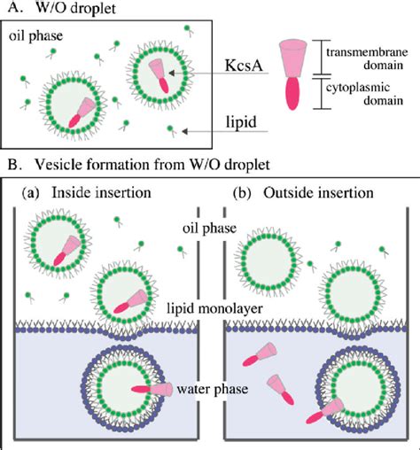 Figure From Oriented Reconstitution Of A Membrane Protein In A Giant