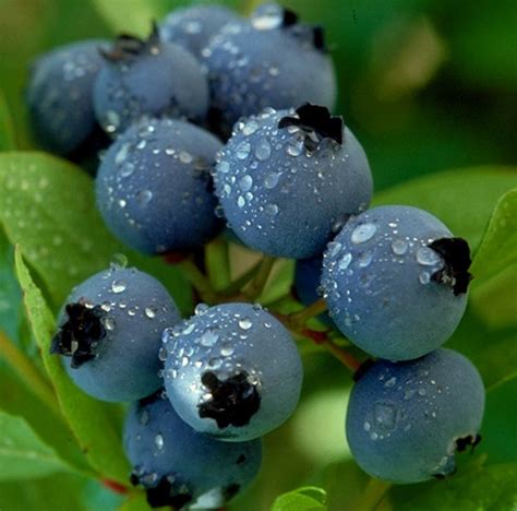 Blueberry Northblue Grows To 3 Tall And Wide Glossy Dark Flickr