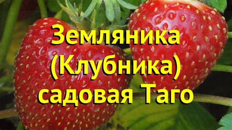 Земляника садовая Таго. Краткий обзор, описание характеристик fragaria ...