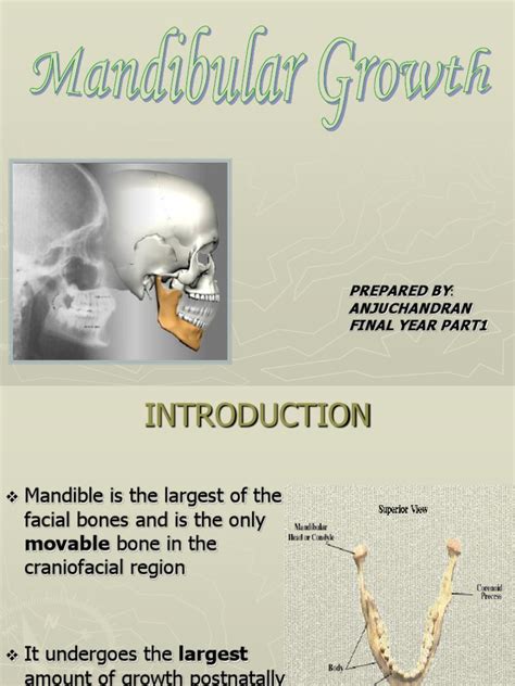 Mandibular Growth Animal Anatomy Skeletal System