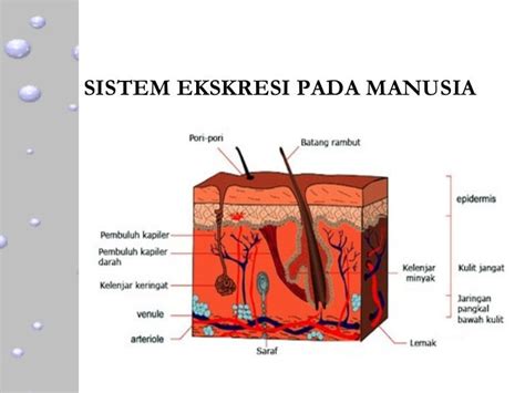 SISTEM EKSKRESI PADA MANUSIA KULIT