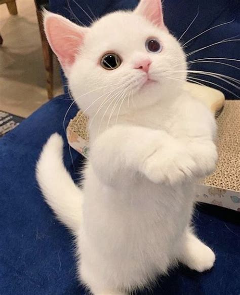 Pin tillagd av hellokitty på meow