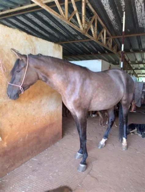 Gua Ra A Mangolina Anos Mercado De Cavalos