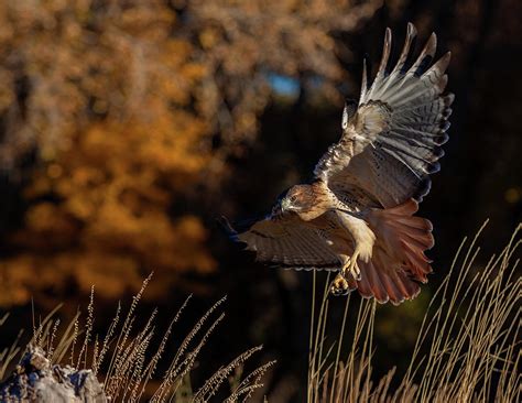 Red Tailed Hawk Landing Photograph By Vicki Stansbury Fine Art America