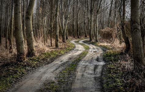 Path Between Trees Free Stock Photo - Public Domain Pictures