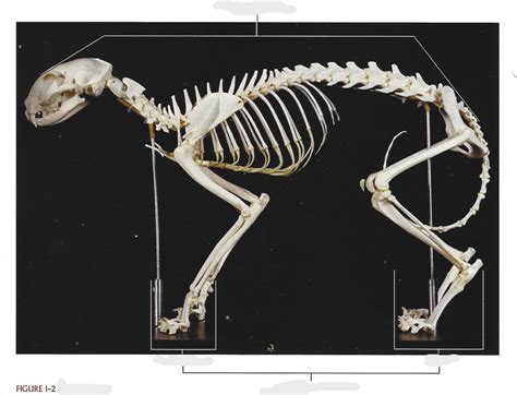 Cat Skeleton Diagram Quizlet