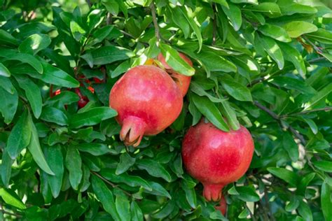 How To Plant Pomegranate Seed Back Gardener