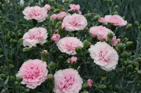 14 Flowers That Look Like Carnations And Dianthus