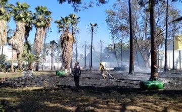 Dos vehículos y más de 20 palmas calcinadas tras incendio en Los Mochis