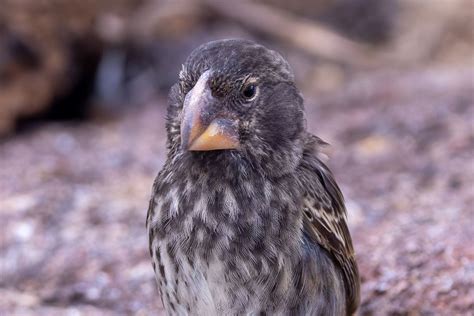 Large Ground Finch Explorearth