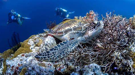 Pamilacan Island Snorkeling Shared Day Tour With Lunch In Bohol