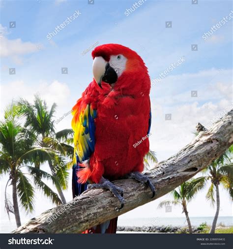 1373 Most Beautiful Parrot Images Stock Photos And Vectors Shutterstock