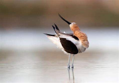 17 удивительных фотографий с птичьего конкурса Audubon Photography ...
