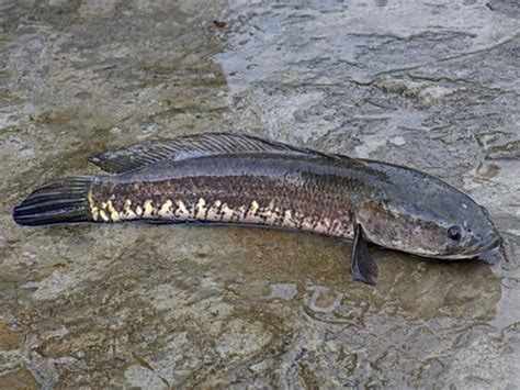 Riverine Fish Species Vikaspedia