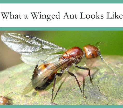 Ants with Wings - What They Are and Why They Fly - The Pest Advice