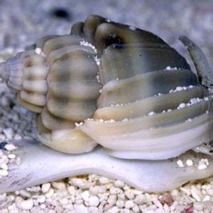 Astrea Snails - Small, Powerful Reef Janitors For Your Aquarium