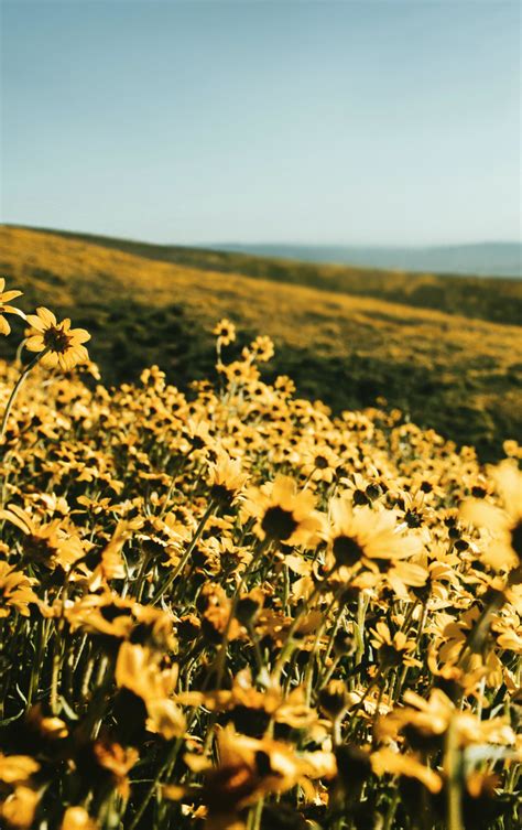 Spring Flower Fields Wallpapers Top Free Spring Flower Fields