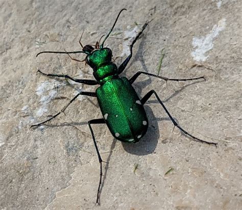 Six Spotted Tiger Beetle