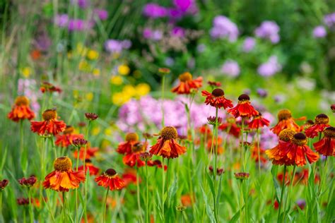 How to grow perennials: tips for planning your perennial garden ...