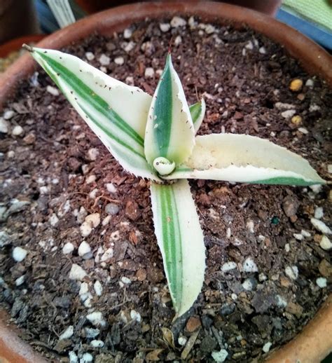 Baby Agave Rsucculents