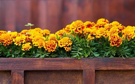 Premium Photo Beautiful Tagetes Flowers On A Wooden Pot