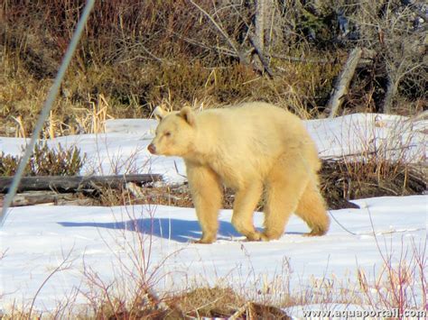 Ursus Americanus L Ours Noir Am Ricain