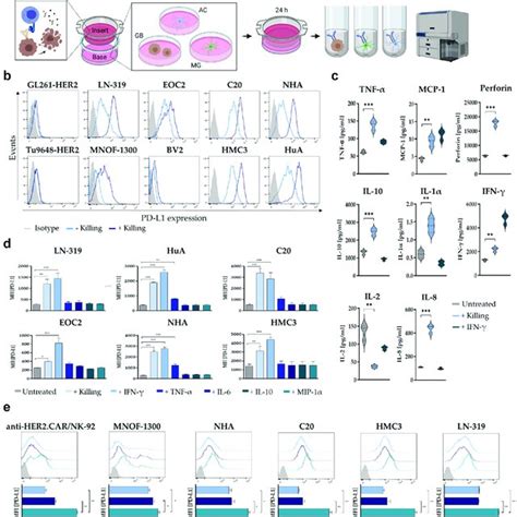 Pd L1 Regulation In Response To Anti Her2carnk 92 Cell Mediated Tumor