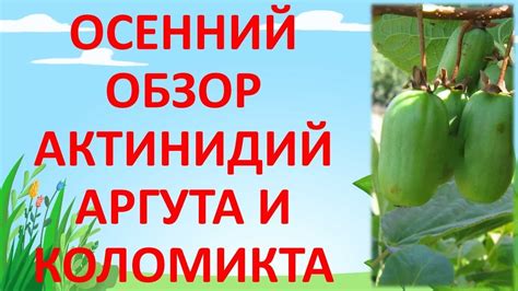 ШПАЛЕРА ДЛЯ АКТИНИДИИ. Как выращивать актинидию. Актинидия. - YouTube