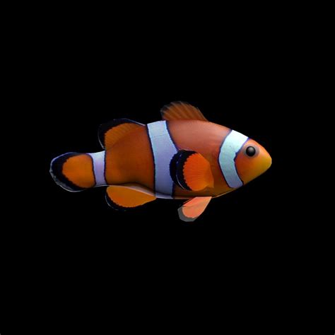3d model clownfish rigged
