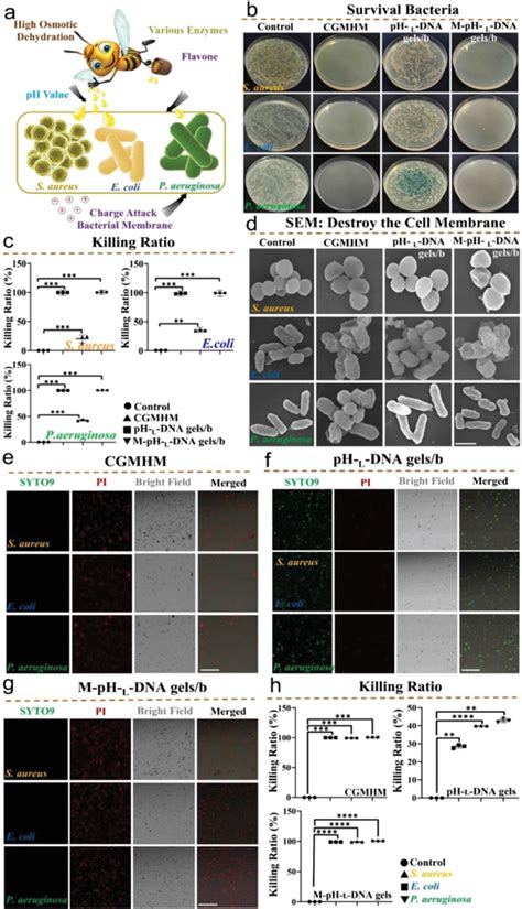 Antibacterial Properties Of The Mphldna Gels B A Antibacterial