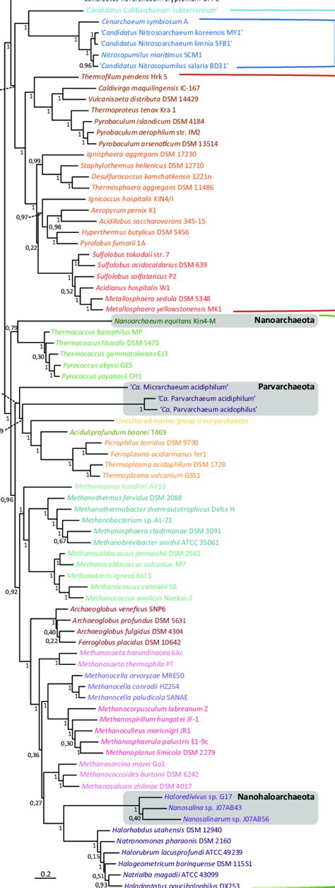 Unrooted Bayesian Phylogenetic Tree Of Archaea Including Ultrasmall