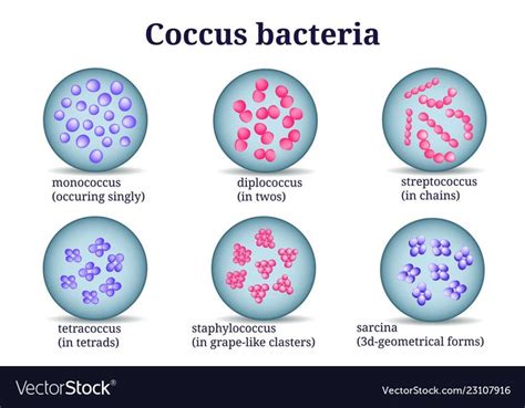 Google Image Result for https://cdn2.vectorstock.com/i/1000x1000/79/16/arrangements-of-coccus ...