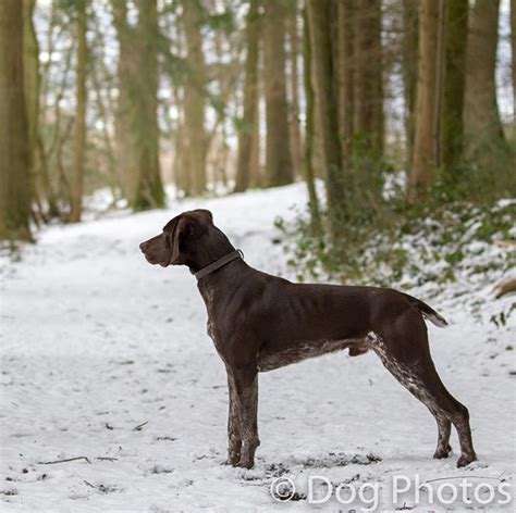 Pin by hunny milktea on ° dream dogs ° | Dog photos, German shorthaired ...