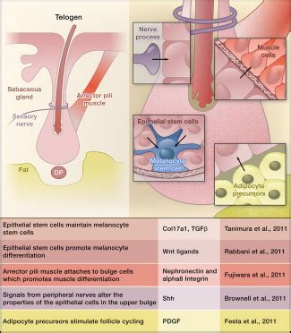 Niche Crosstalk Intercellular Signals At The Hair Follicle Cell