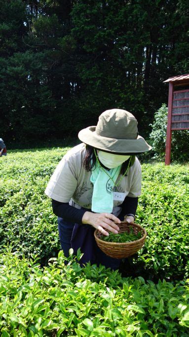 Autumn Hand Picking Event Kyoto Obubu Tea Farms