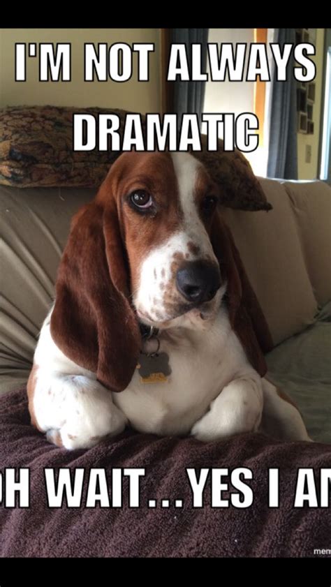 Funny Basset Hound Quotes Shortquotescc
