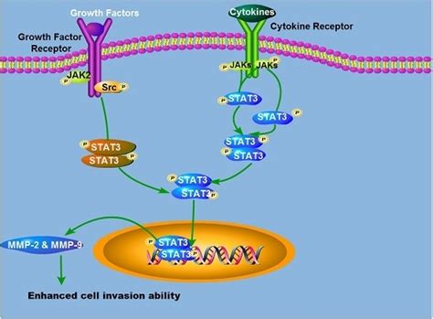 Ijms Free Full Text Elevated Stat3 Signaling Mediated Upregulation Of Mmp 29 Confers