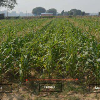 Field layout in hybrid maize seed production | Download Scientific Diagram