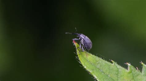 Aardbeibloesemkever Anthonomus Rubi Ed Rendum Flickr