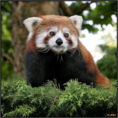 Amazing Photos Animals Photos With Names
