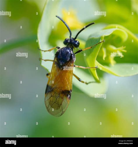 Bramble Sawfly Arge Cyanocrocea On A Flower Stock Photo Alamy