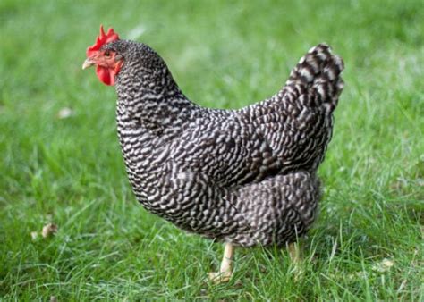 The Best Chicken Breeds In The Philippines