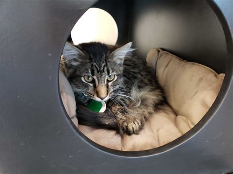 Port Washingtons State Of The Art Cat Adoption Center Opens Port