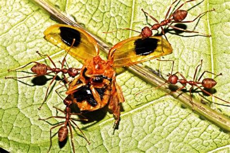 Insect Mandibles Pic Stock Photos Pictures And Royalty Free Images Istock