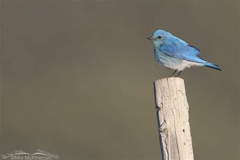 West Desert Male Mountain Bluebird Mia Mcphersons On The Wing