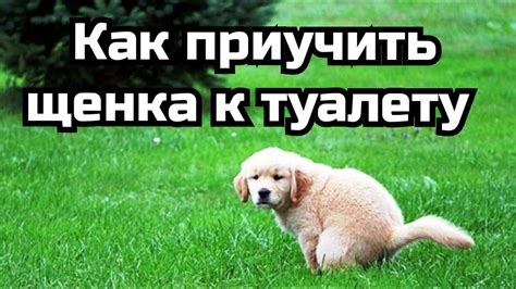 Как приучить щенка к туалету - YouTube