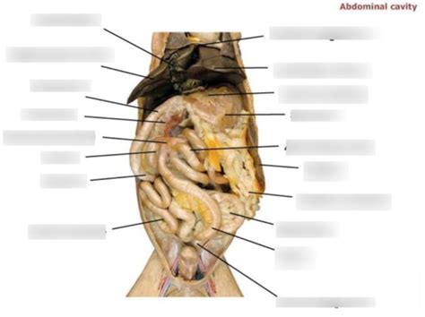 Cat Cavities Digestive Respiratory Flashcards Quizlet